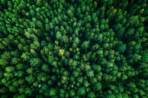 arbres | environnement | forêt | bois | écosystème | développement durable | vert | feuilles